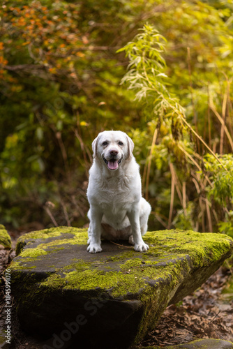 golden retriever puppy