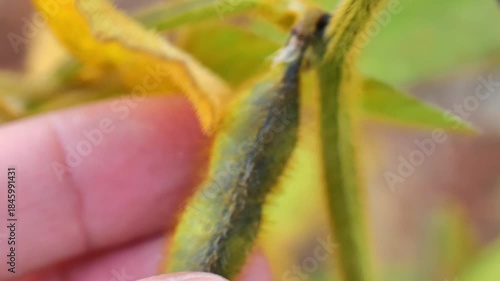 soybean harvest.Pods of ripe soybeans close-up. Food ingredient. 4k footage