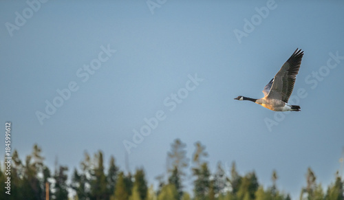 Canada Goose Flies Right To Left Against Blue Sky And Tips Of Trees In Background