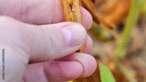 Pods of ripe soybeans on blurred soybean field background.soybean harvest.Pods of ripe soybeans close-up. Food ingredient. 4k footage