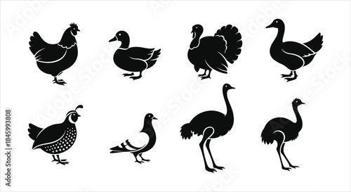 Collection of Various Domestic and Wild Birds Silhouettes