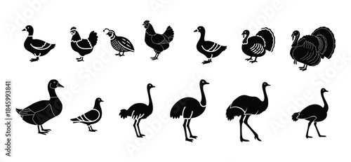 Collection of Silhouettes of Various Domestic and Wild Birds
