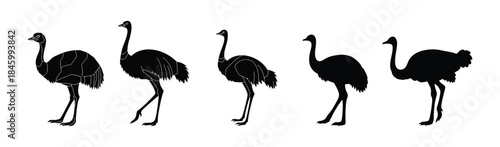 Diverse Silhouettes of Walking Ostriches in Various Poses Isolated on White Background