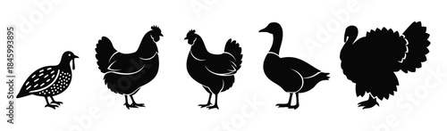 Vector Silhouettes Set of Common Domestic Poultry Birds Including Chicken, Turkey, Goose, and Quail Graphics