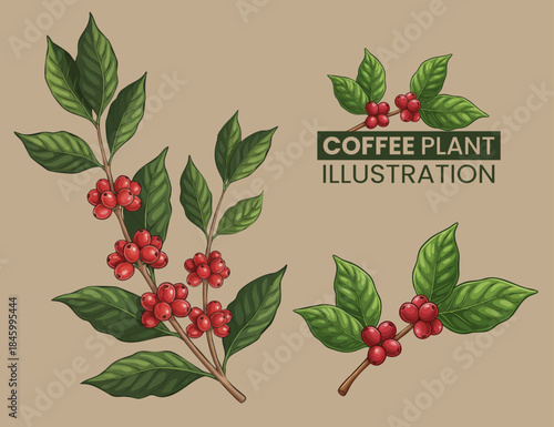 coffee plant illustration design template