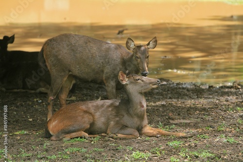 a pair of sambar deer chatting in the grass at noon