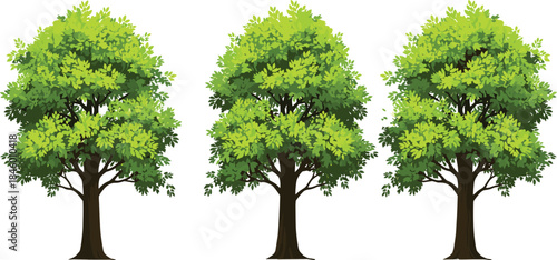 Lush green deciduous trees with detailed foliage and natural shading, ideal for landscape design, nature illustrations, outdoor scenes, environmental artwork, and botanical projects.