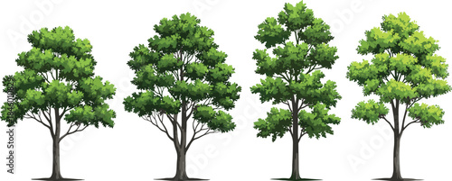 Lush green deciduous trees illustrated in a natural landscape, showcasing vibrant foliage, seasonal growth, and botanical diversity for environmental and nature-themed designs.