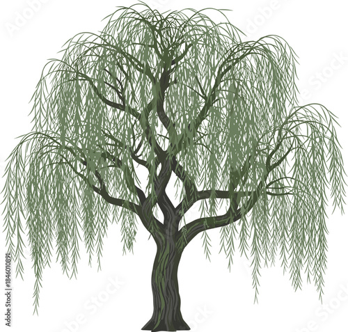 Graceful weeping willow tree with cascading branches, elegant foliage, natural beauty, peaceful landscape element, isolated botanical illustration ideal for design projects,