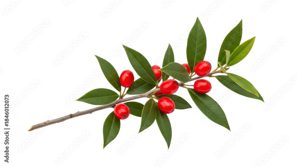 Obraz premium Holly Branch with Red Berries and Green Leaves on a Transparent Background PNG Image PNG File