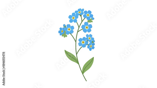 Delicate Blue Forget-Me-Not Flowers on Stem with Green Leaves - Vector Illustration