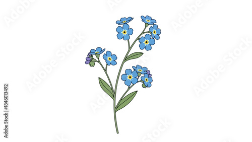 Delicate Blue Forget-Me-Not Flowers on a Stem, Vector Illustration