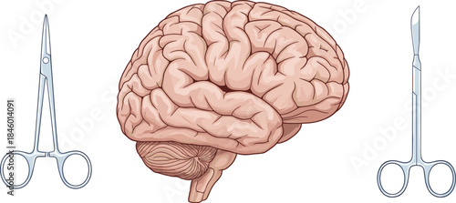 Detailed anatomical illustration of human brain anatomy centered between medical surgical scissors, representing neuroscience, research, education, and professional healthcare tools