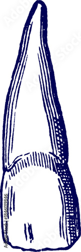 hand drawn illustration of Incisor tooth. incisor teeth icon. Line art vector of an anatomically accurate black human molar tooth with white background.  Incisor tooth outline. 