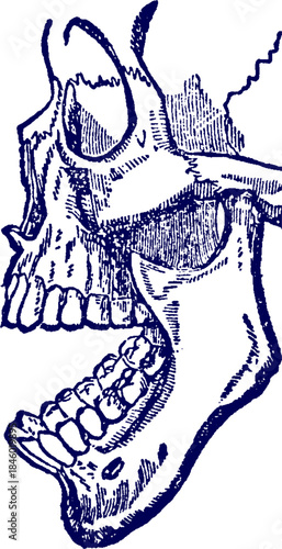 Hand drawn vector illustration of a human jawbone with Teeth. Human Jaw with Teeth. Dental Anatomy Medical Illustration. Anatomy and Structure Study Resource. Human skull side view illustration.