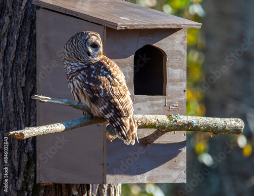 Barred Owl Perched