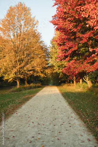 Tree line in peak fall/autumn at St James Farm Forest Preserve in Warrenville, IL