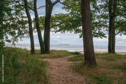 Fototapeta Naklejka Na Ścianę i Meble -  Mixed forest on the Baltic Sea coast on a sunny summer day, Sestroretsk, Kurortny District, Saint Petersburg, Russia