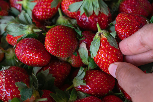 Close-up of fresh Mahabaleshwar strawberries being harvested, vibrant red fruit with green leaves — ideal for export, jam, candy, fudge, or farm-garden themed food and agriculture projects.
