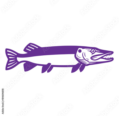 Vector illustration of a purple northern pike fish isolated on a white background