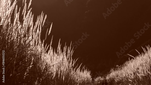 風に揺れる背の高い草　セピア色

