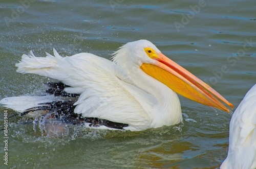 White Pelican Swimming Gracefully in Water