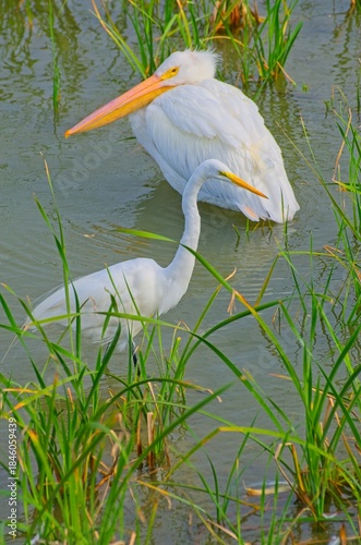 White Herons in Marshy Wetland