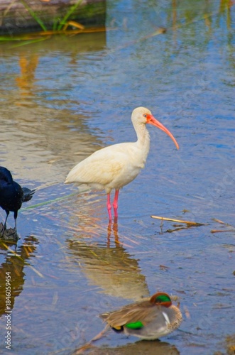 White Ibis in Shallow Water with Orange Beak