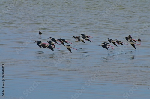 Black-necked Stilts in Flight Over Water