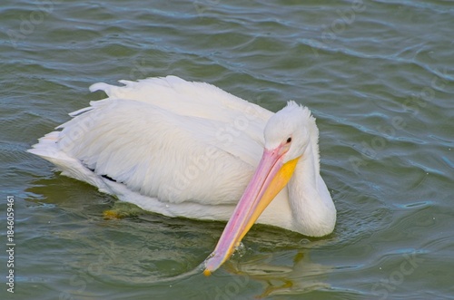White Pelican Swimming Gracefully