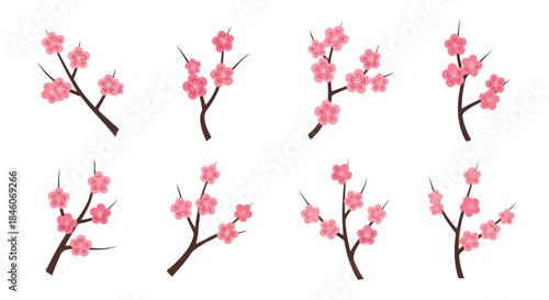 Pink cherry blossom branches with transparent background