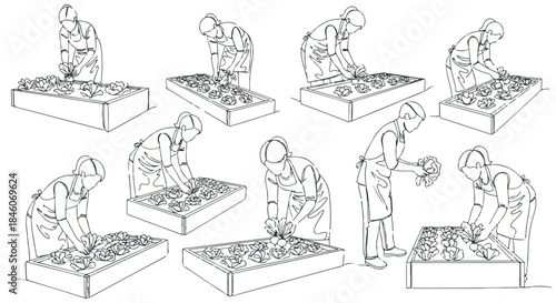 Gardening woman tending plants in raised garden beds