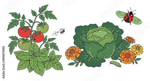 Tomato basil and cabbage garden with ladybug
