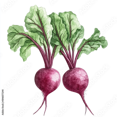 Two fresh red beets with green leaves watercolor illustration.