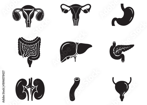 Human Digestive and Reproductive Organs Medical Icon Set Black on White