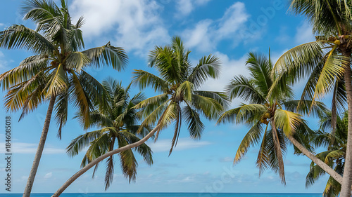 Tall green palm trees with blue sky and ocean background on a sunny day green leaves