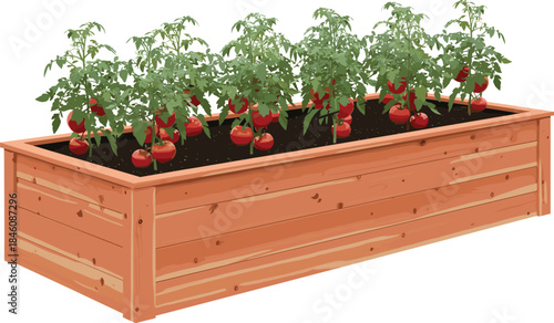 Raised garden bed with tomatoes, wooden planter box illustration, vegetable gardening concept, homegrown tomato plants, outdoor gardening design element