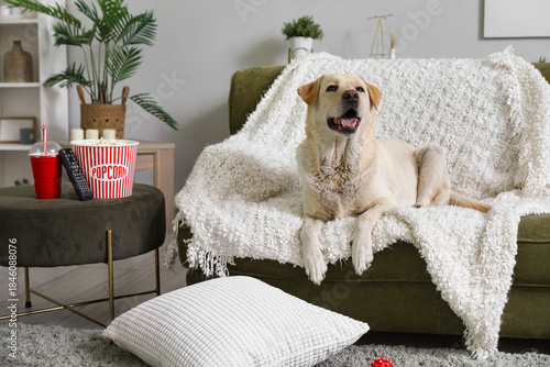 Cute Labrador dog with popc...