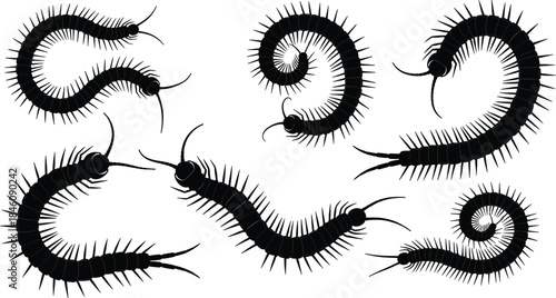 Vector collection of black centipede silhouettes in various crawling and curled poses, insect pest control icons for biology and nature design.