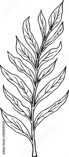 Seaweed Sea Weed Hand-drawn Sketch Drawing Vector Illustration, Line Linear Symbol Engraving Coloring Book, Black and White Isolated