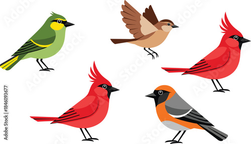 Colorful songbird illustration set with cardinal, finch and sparrow characters, flat style wildlife birds for nature design