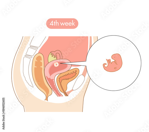 妊娠４週目の女性の子宮内と赤ちゃんの成長がわかる断面イラスト