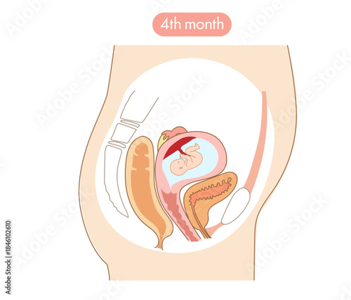 妊娠４か月目の女性の子宮内と赤ちゃんの成長がわかる断面イラスト