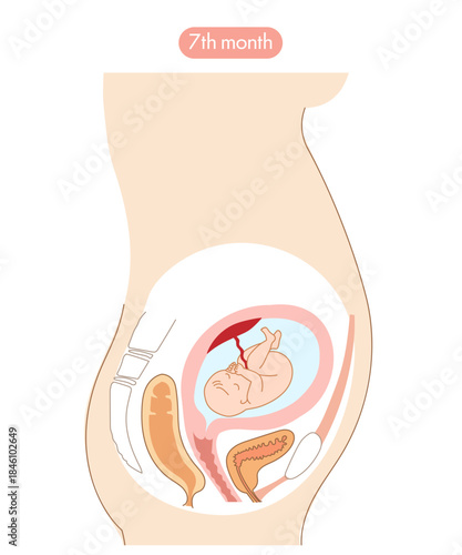 妊娠７か月の女性の子宮内と赤ちゃんの成長がわかる断面イラスト