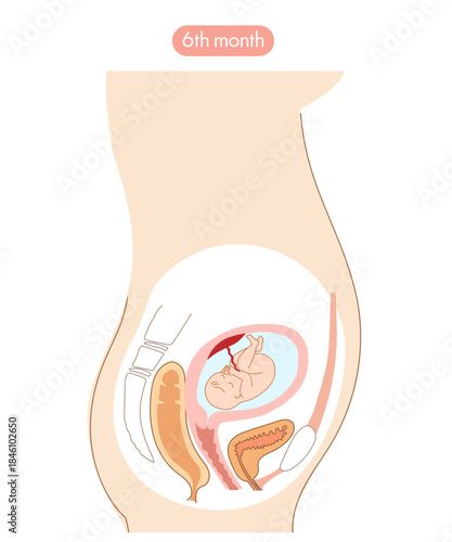妊娠６か月の女性の子宮内と赤ちゃんの成長がわかる断面イラスト