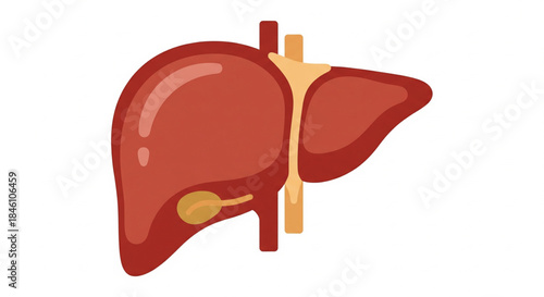 Illustration of the human liver and gallbladder, depicting internal anatomy and medical representation