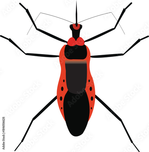 The Reduviidae is a large cosmopolitan family of the suborder Heteroptera of the order Hemiptera.