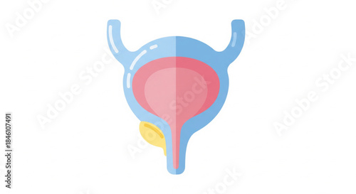 Illustration of the Human Urinary Bladder with Medical Concept
