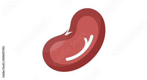 Illustration of a stylized, red kidney bean with a white highlight, isolated on a white background