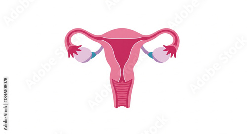Anatomical illustration of the female reproductive system, including the uterus, fallopian tubes, and ovaries, displayed against a white background